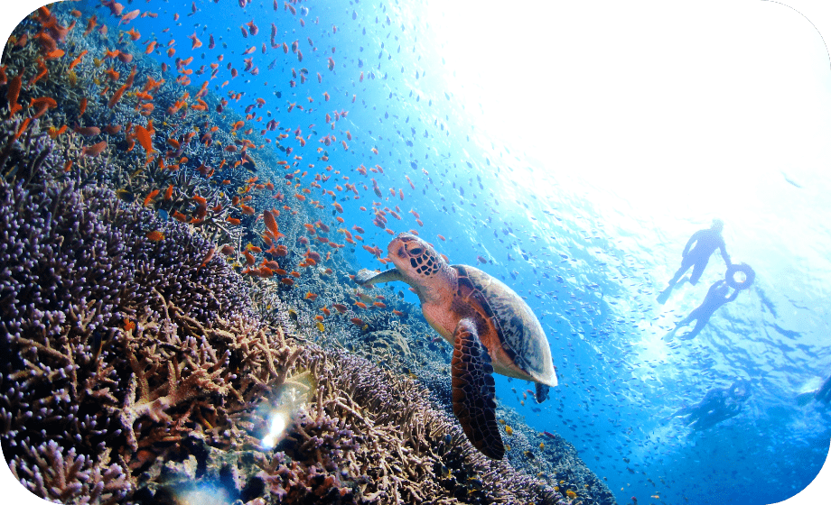 豊かな海の生き物たち